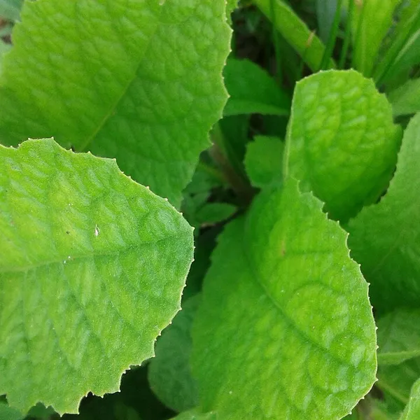 Stevia